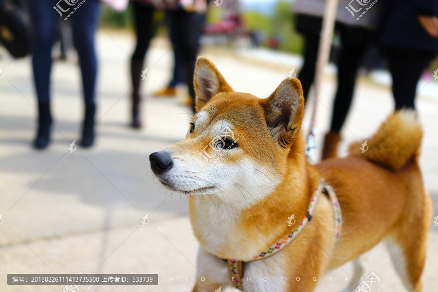 秋田犬老厦