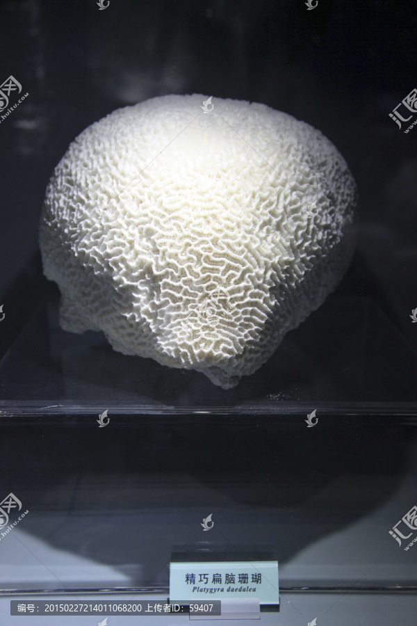 珊瑚,精巧扁脑珊瑚