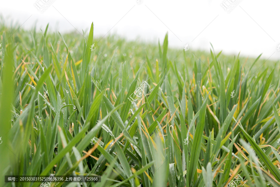 小麦 杂草 麦草 春天 春季