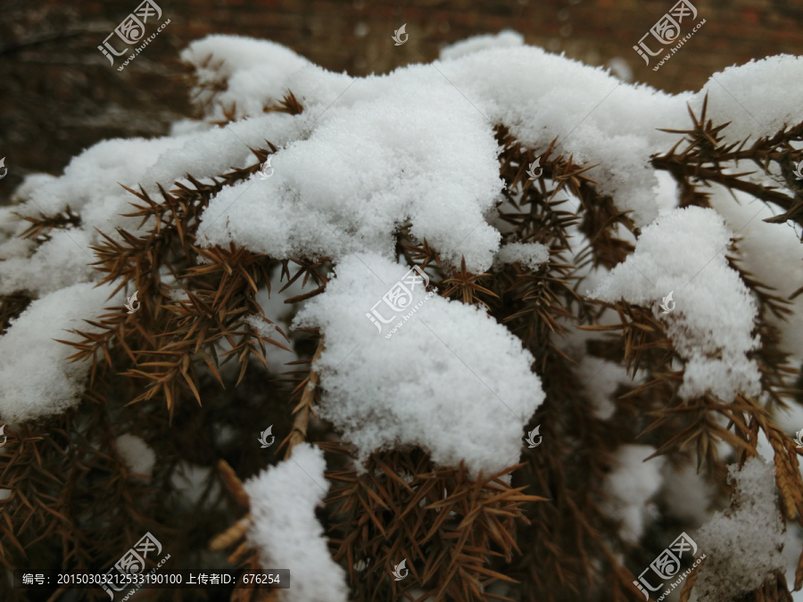 松树,雪景