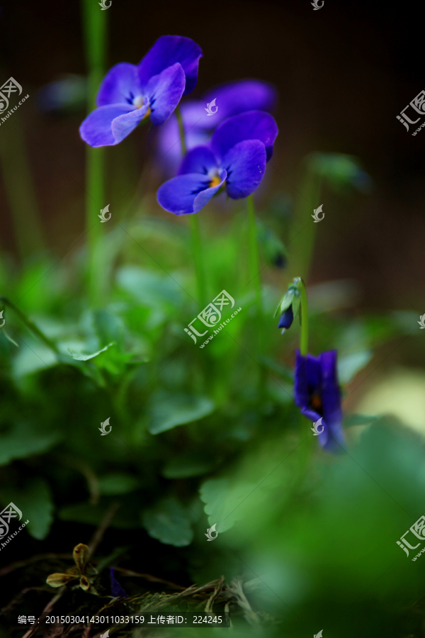 蝴蝶花,紫色花