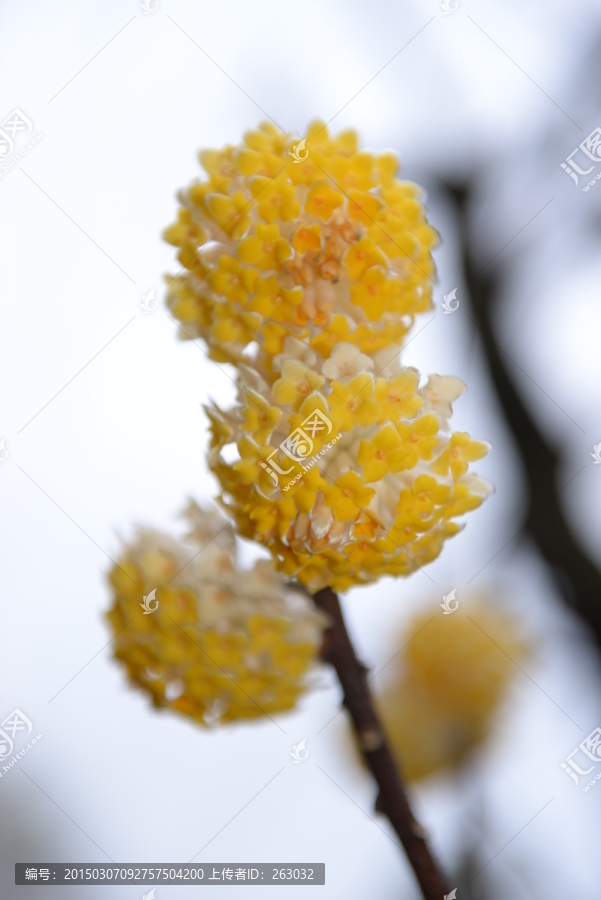 结香,黄色花球