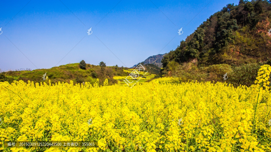 油菜花