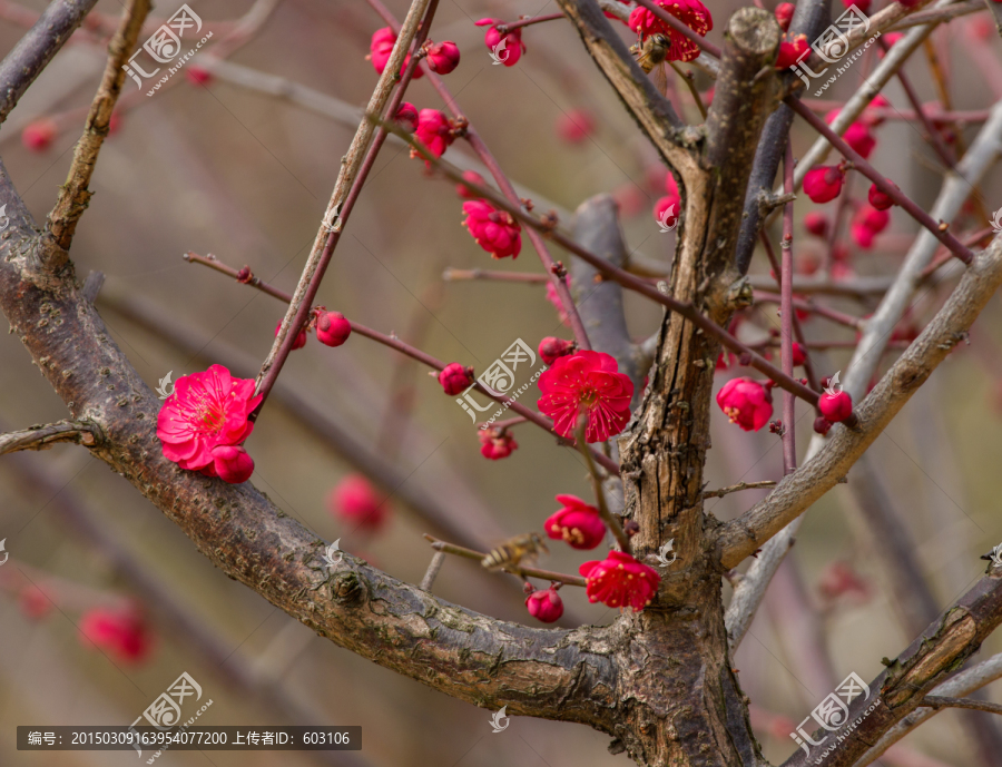 红梅,梅花