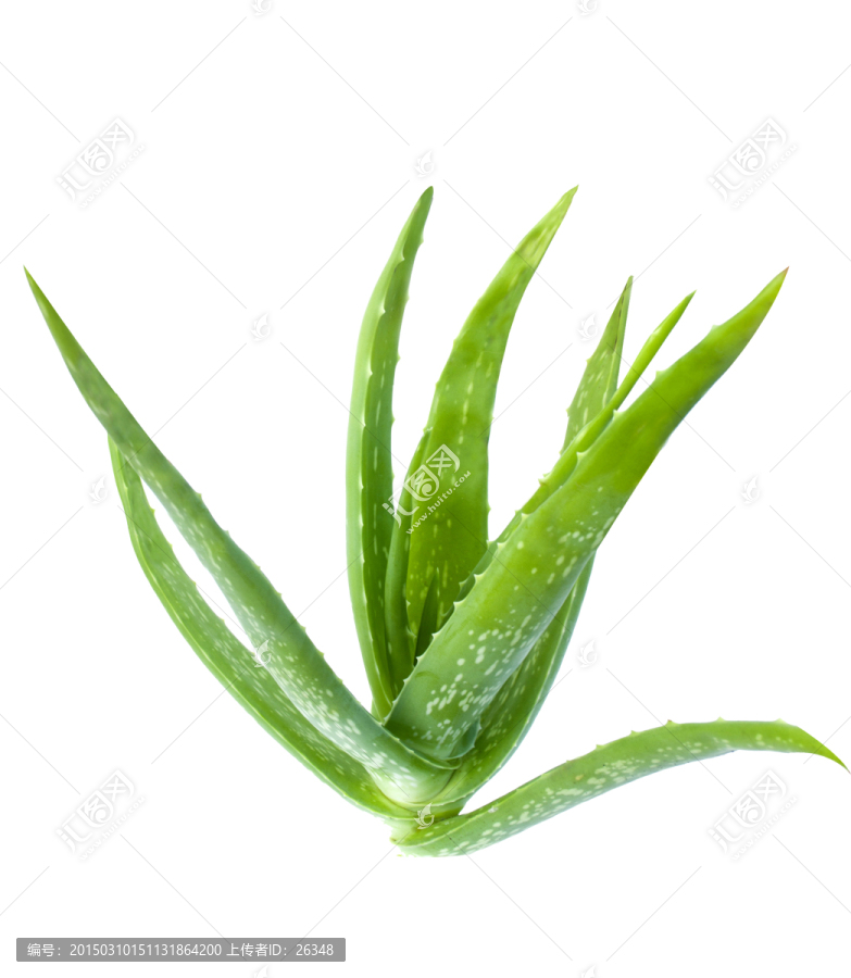 芦荟