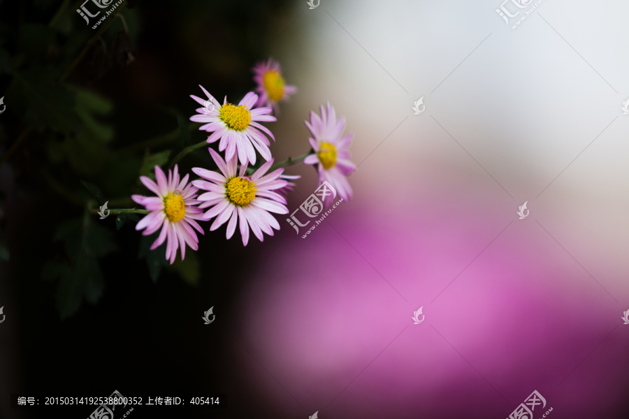 菊花,花卉摄影