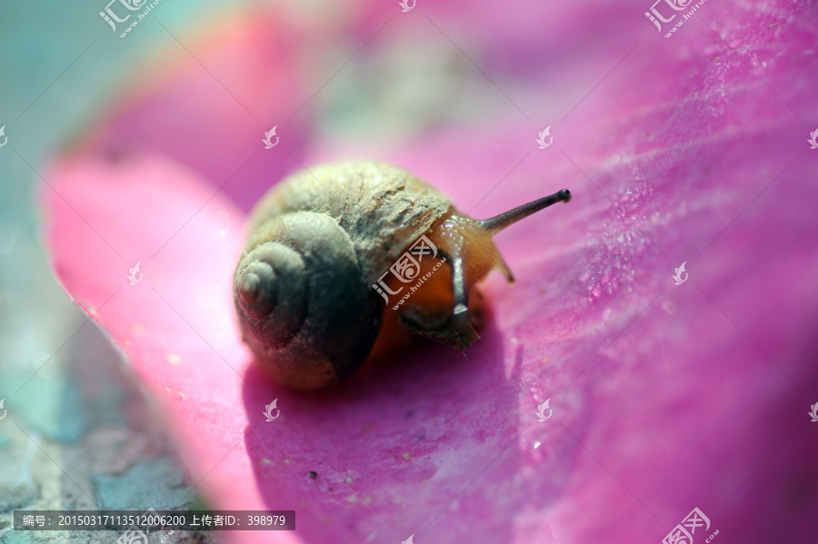 蜗牛