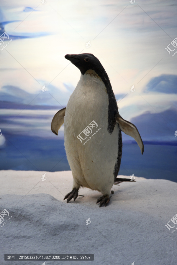企鹅,动物标本