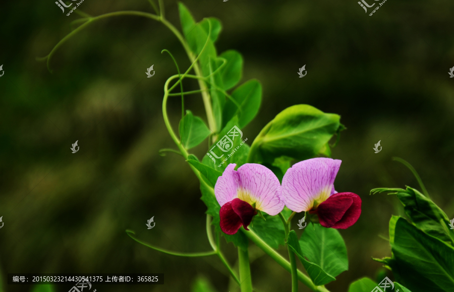 浪漫豆角花