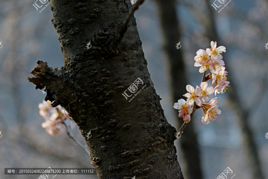 樱桃花