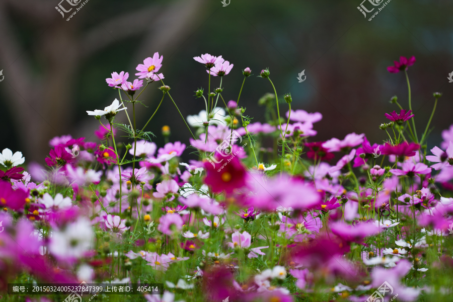 波斯菊,格桑花