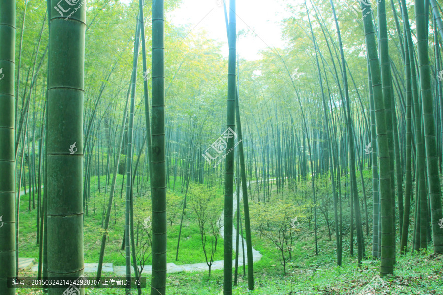 竹林