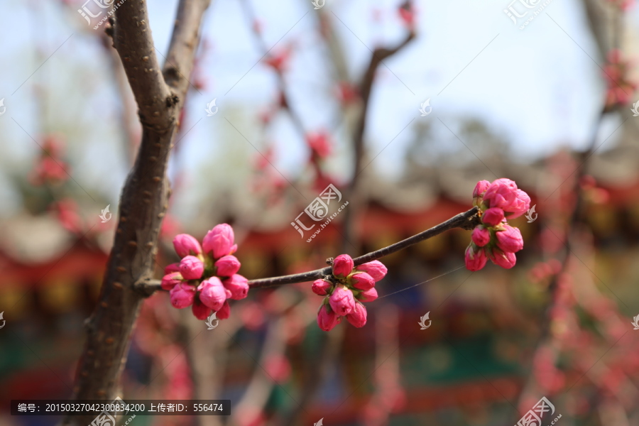 榆叶梅