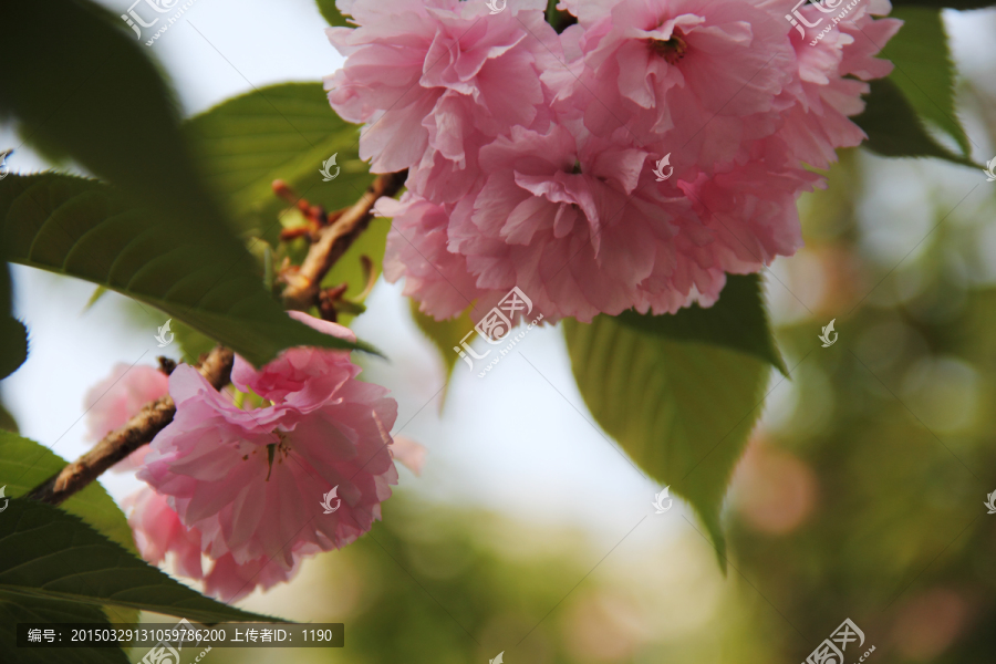 樱花