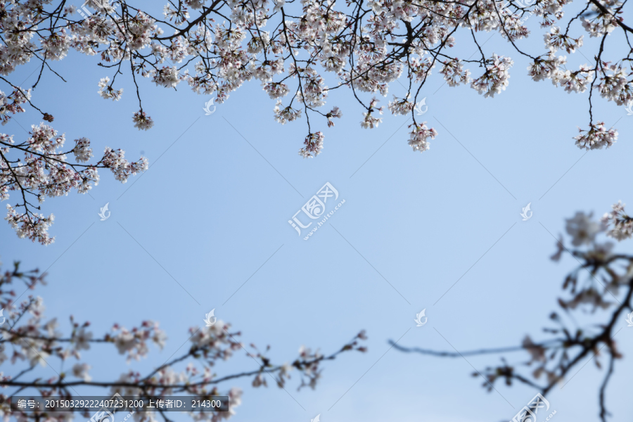 樱花