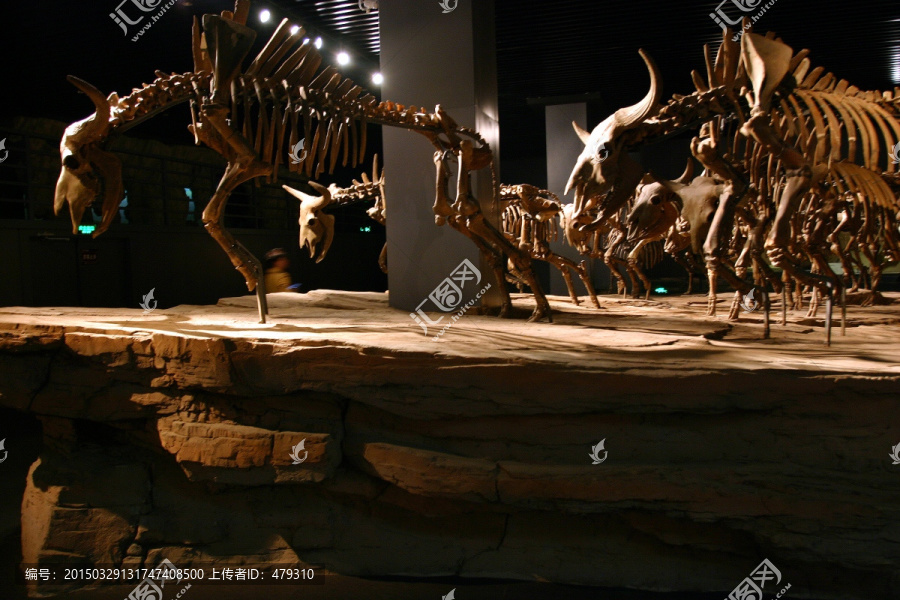 大庆博物馆,野牛骨骼化石