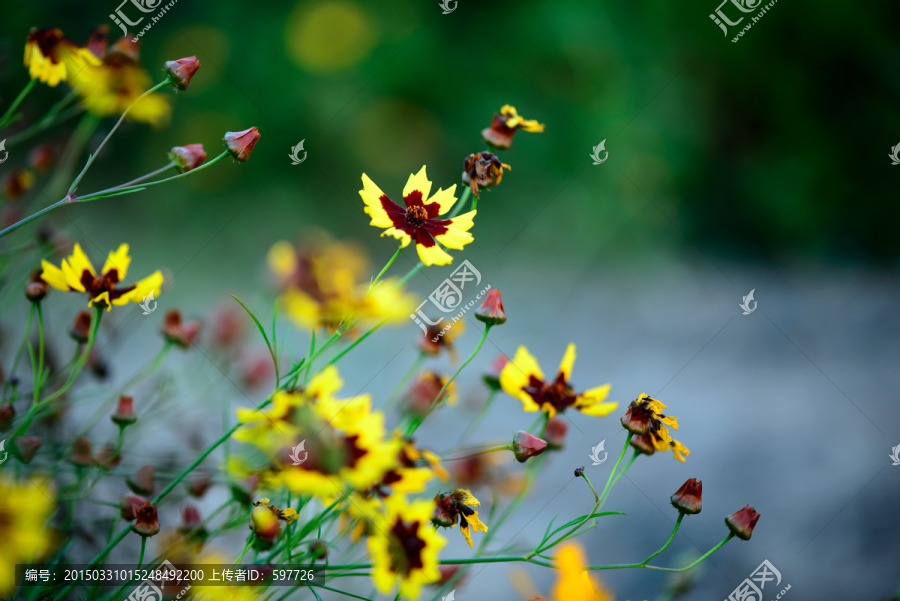 天山雪菊