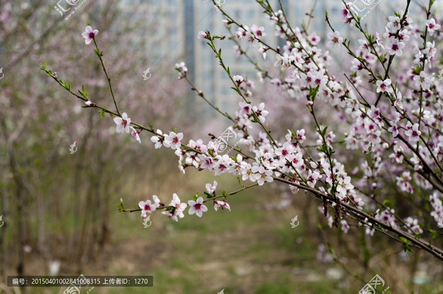 桃花