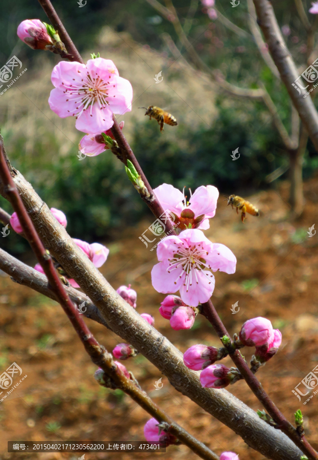 两只蜜蜂,桃花