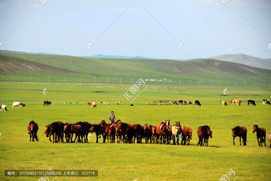 夏季草原牧马