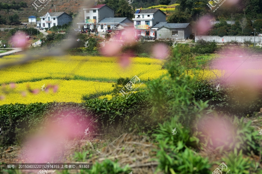 油菜花