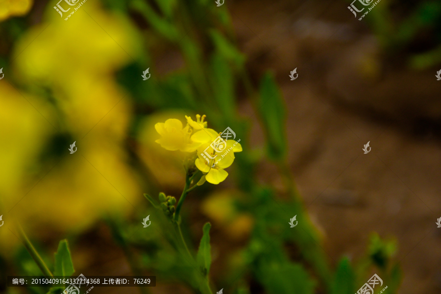 油菜花小品摄影