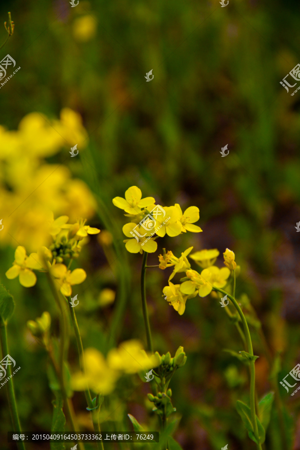 油菜花写意小品