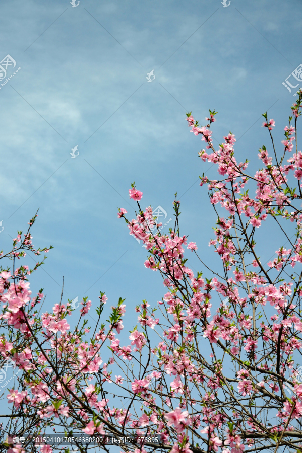 桃花盛开春色艳