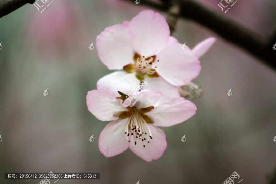 唯美粉色山杏花,花卉