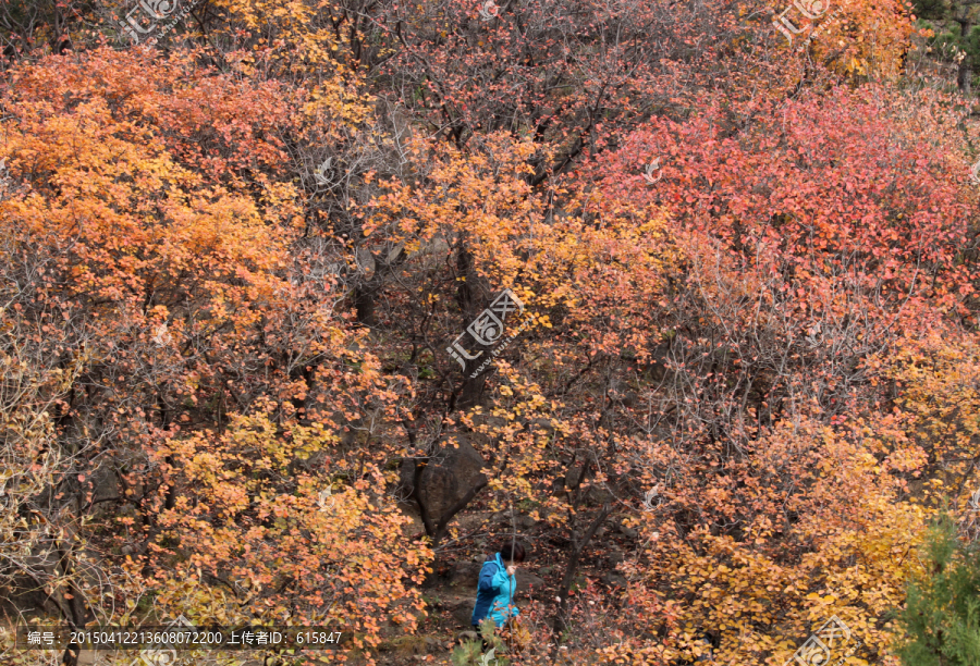 北京蟒山森林公园秋天