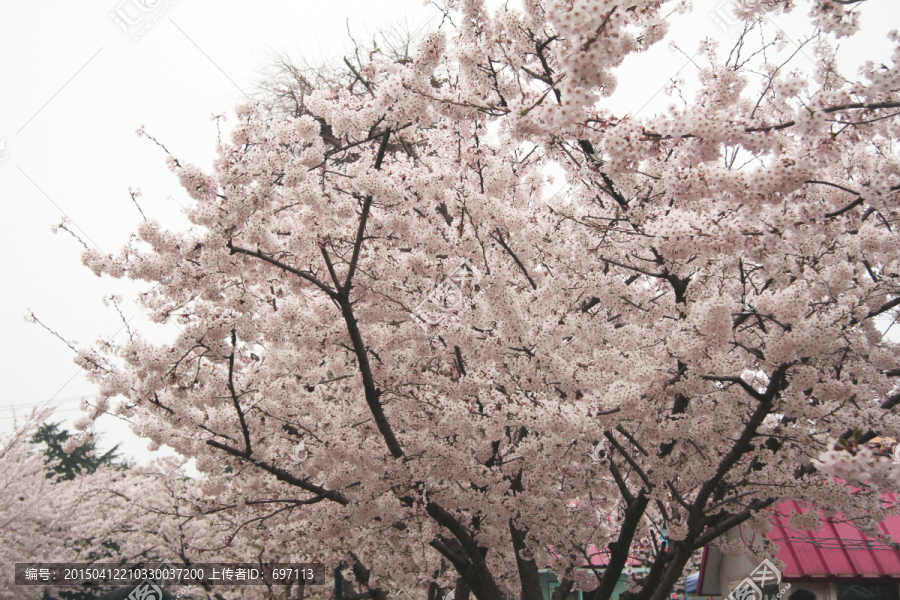 白色樱花