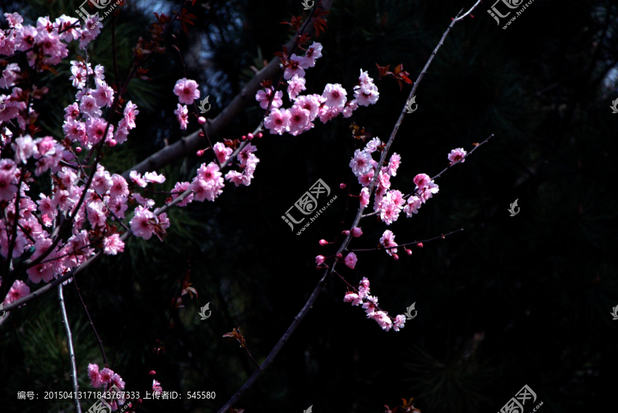 深粉的桃花朵朵开大气的黑背景