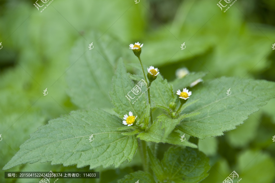 辣子草,药用植物