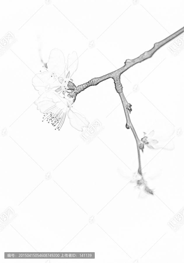 桃花素描