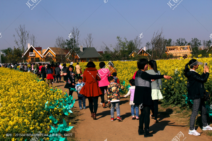 油菜花