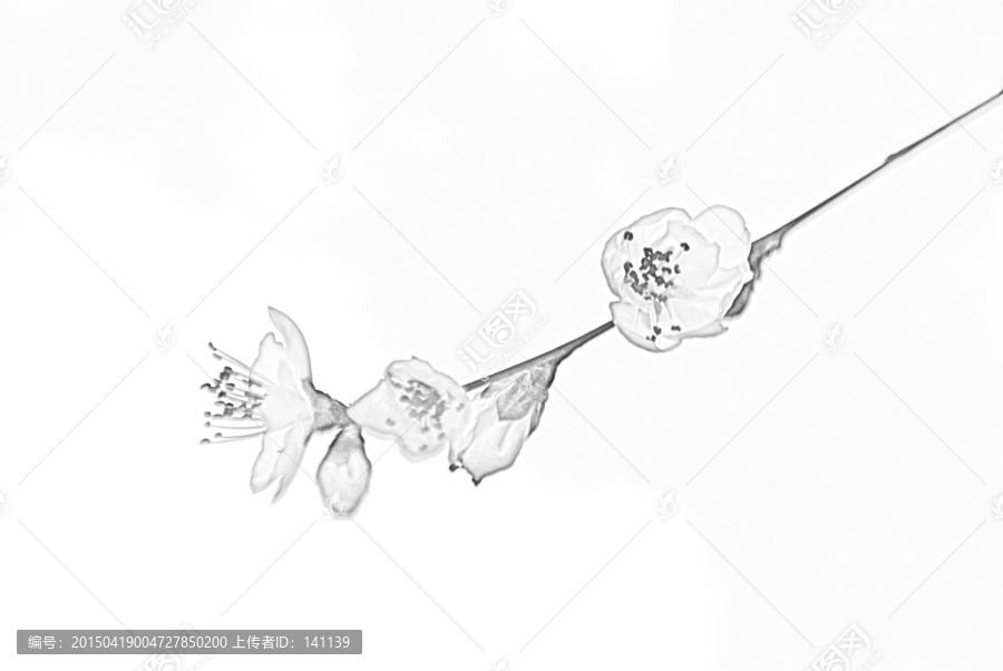 桃花素描
