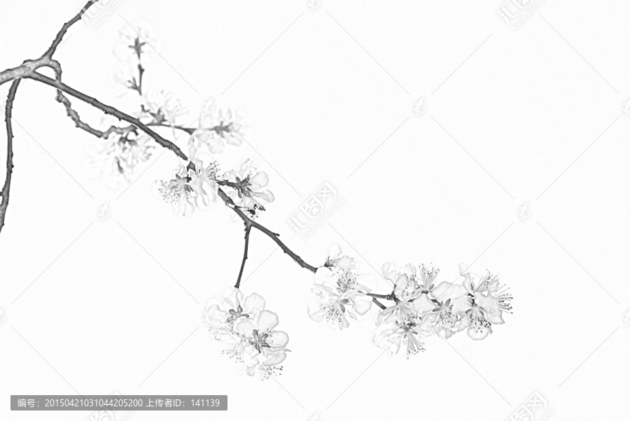 桃花素描