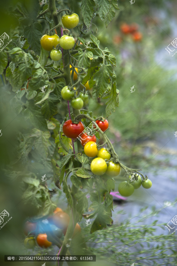 农场里的番茄果实