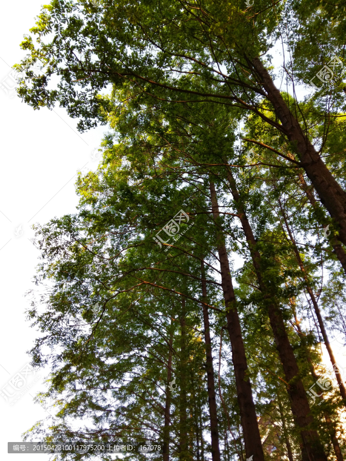 杉树,树林