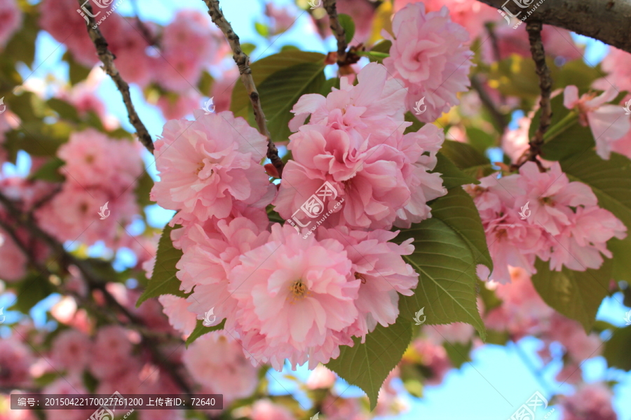 樱花