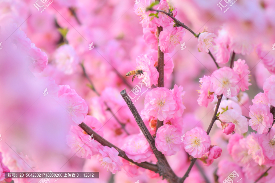 蜜蜂与梅花