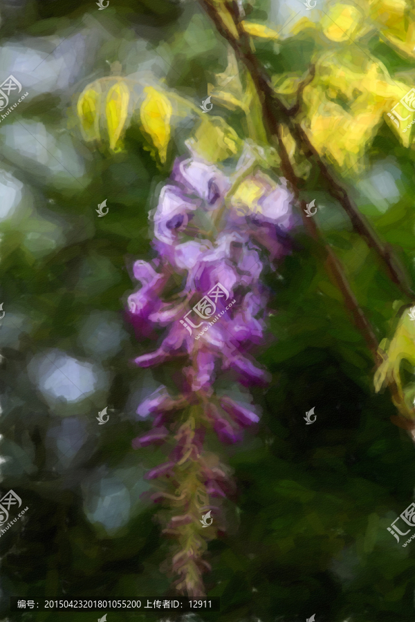 紫藤花,花卉装饰画