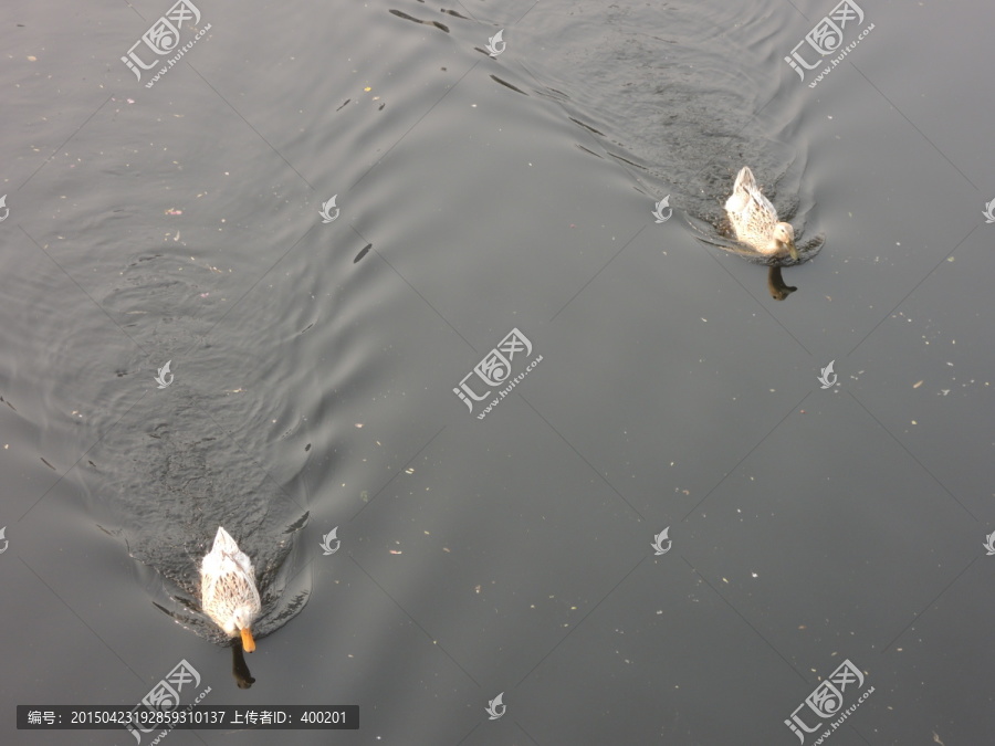 俯拍水面上两只鸭子
