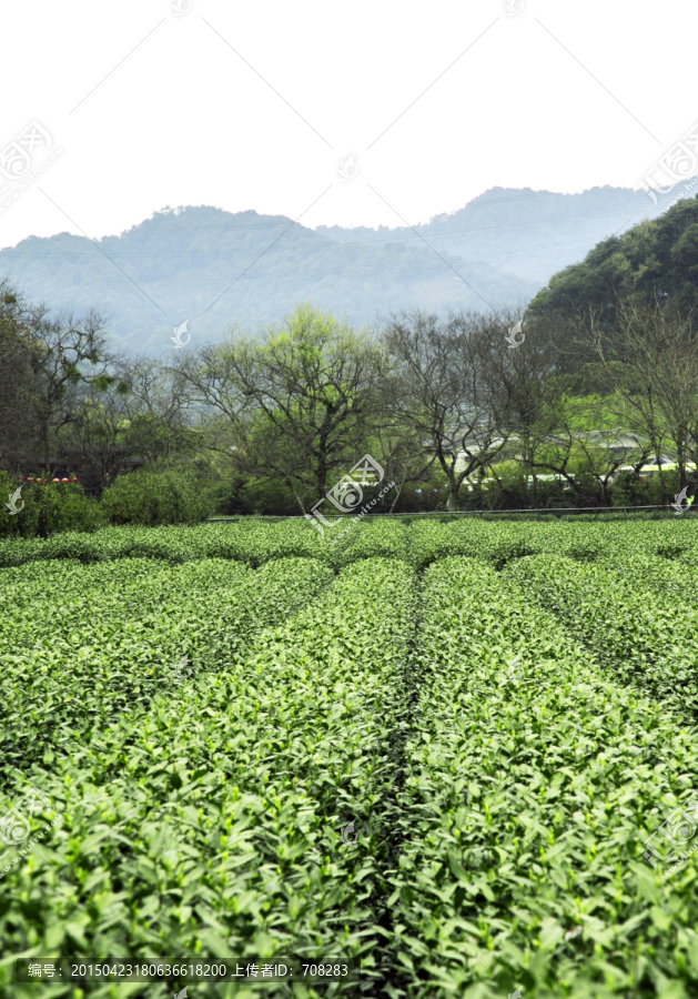 杭州龙井茶园