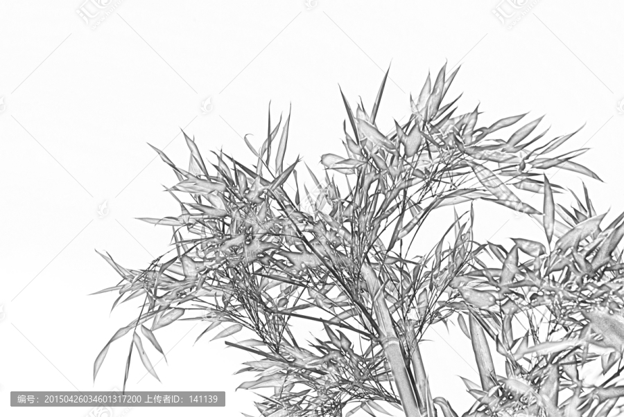 竹子素描