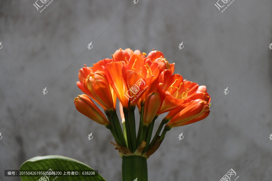 君子兰花