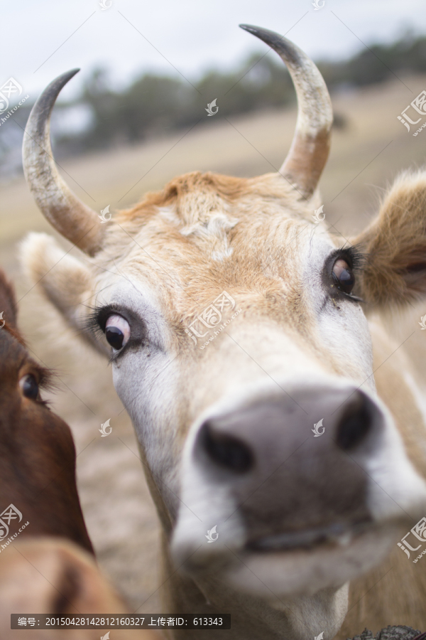 澳洲袋鼠岛的牛儿
