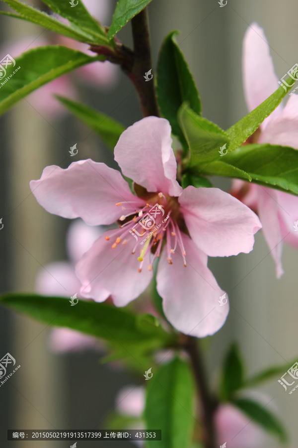 桃花特写