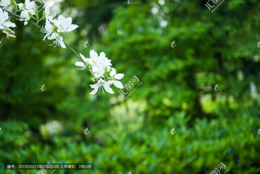 白色花朵,鲜花