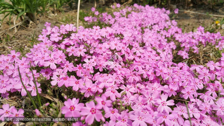 鲜艳的粉色花丛
